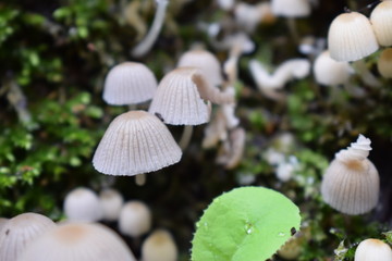 mushrooms