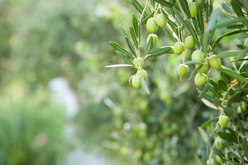 Green olives hang on branches. Olive Trees.