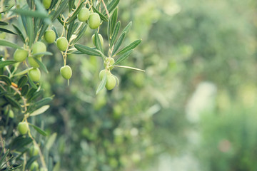 Green olives hang on branches. Olive Trees.