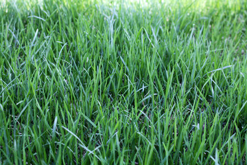 Obraz premium green grass