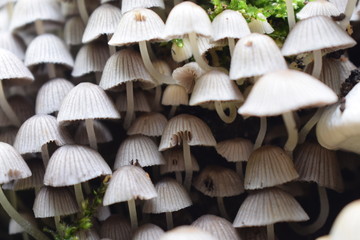 mushrooms