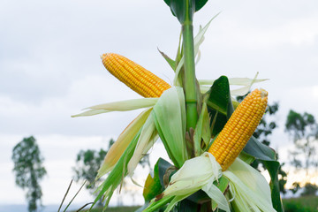 Fresh Corn on tree