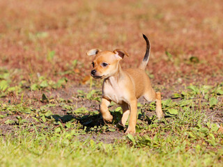 A small active dog runs along the autumn clearing. A red-haired puppy moves and jumps on the street. Smooth-haired Russian Toy Terrier