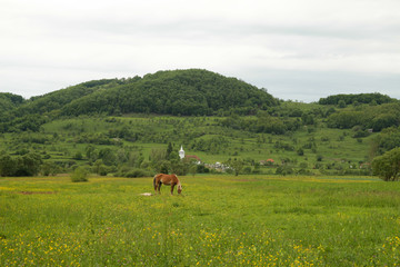 Horse on green field