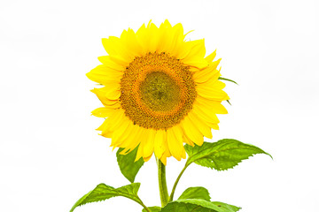 view of isolated sunflower in summer