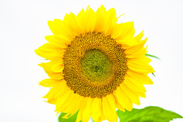 view of isolated sunflower in summer