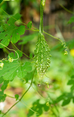 ripe  bitter melon in the garden