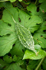 ripe  bitter melon in the garden
