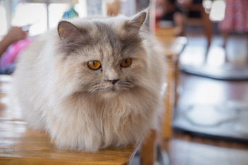 Maine coon cat sitting on wood table in cat cafe