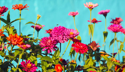 Many pink and red flowers on a blue background. Summer flowerbed with plants. Horizontal image. Selective focus.