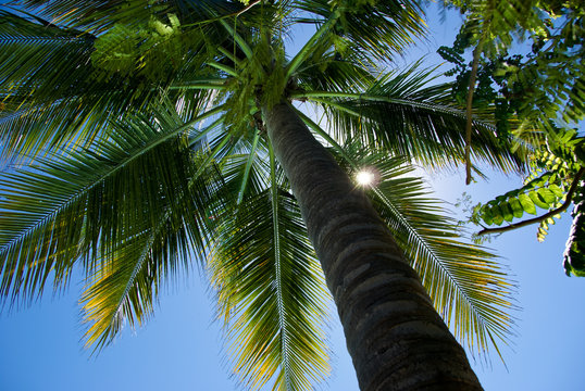 Kokospalme mit Sonnenstrahlen, Diani Beach, Kenia