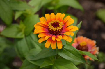 Zinnia flower