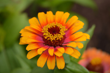 Fototapeta premium Zinnia flower