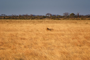 Fototapeta na wymiar Prächtiger Männlicher Löwe im Tsavo National Park, Kenia