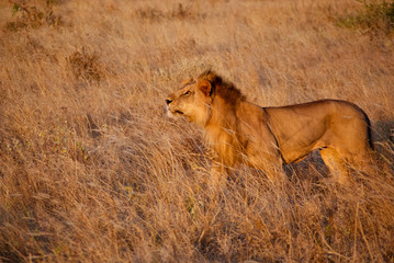 Prächtiger Männlicher Löwe im Tsavo National Park, Kenia