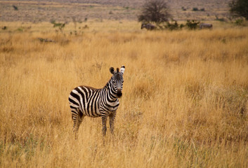Fototapeta na wymiar Junges Zebra in Savanne