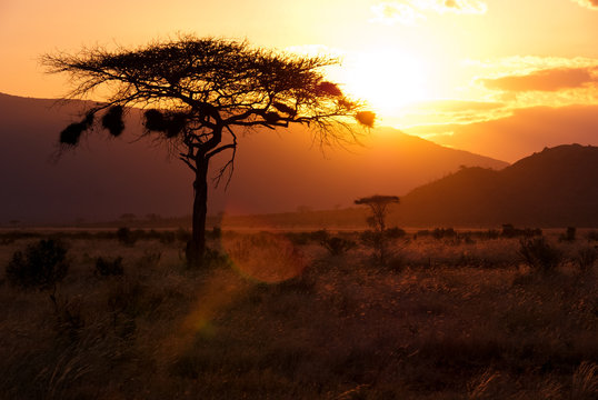 African Sunset