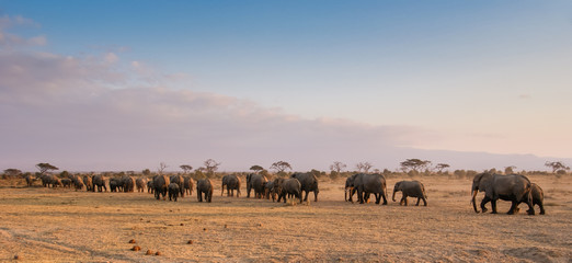 Fototapeta na wymiar Elefanten-Herde im Amboseli Nationalpark