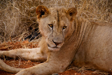 Löwe im Tsavo National Park, Kenia