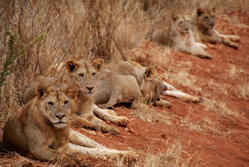 Löwenrudel im Tsavo National Park, Kenia