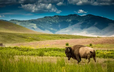 Rolgordijnen Bizons in Montana © Dancingdice
