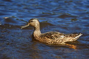 Young Mallard ducks swim in the pond in the summer.