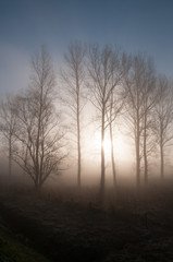 Fototapeta na wymiar Early morning fog in East-Flanders