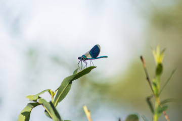 Dragonfly