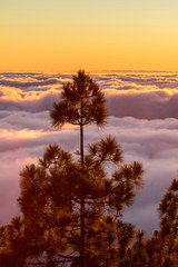 Fototapeta premium Sunset over the clouds in the forest