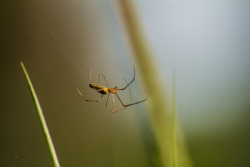 Spider