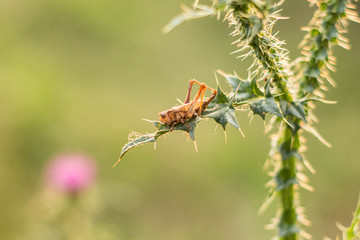 Cicada