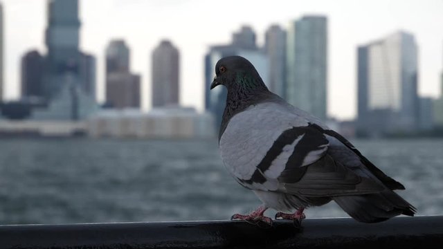 Pigeon Flying Away In New York City. Slowmotion