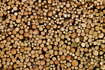 Wood logs piled