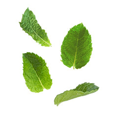 Mint leaves on a white background