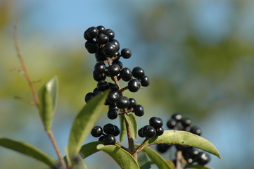 Schwarze Beeren