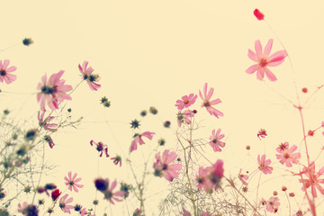 Pink flowers blossom. Floral background