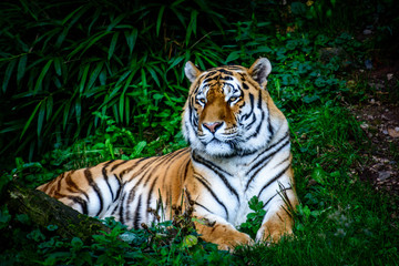 resting Amur tiger