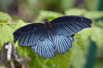 Butterfly in the garden