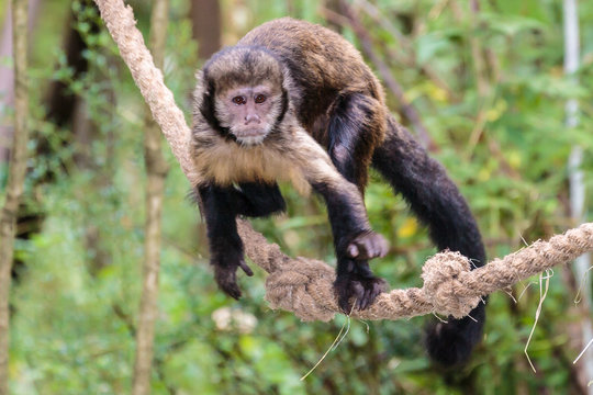 Leeuwenstaartmakaak.(Macaca silenus)