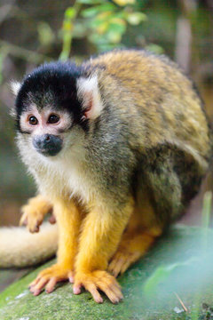 Leeuwenstaartmakaak.(Macaca silenus)