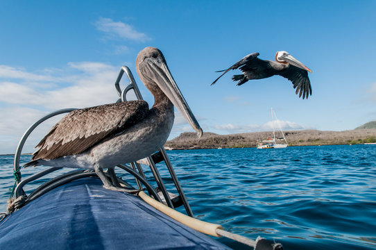 Pelican on a boat, one in the air