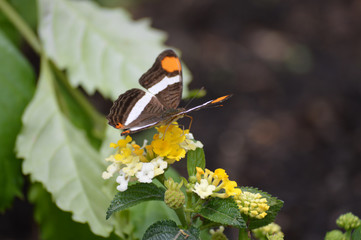 Butterfly in the garden