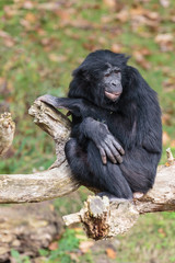 Bonobo, Pan paniscus