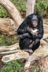 Bonobo, Pan paniscus