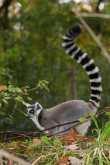 Ringstaartmaki, Lemur catta