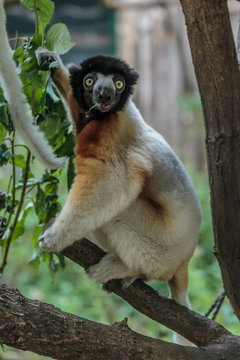 Kroonsifaka.(Propithecus coronatus)
