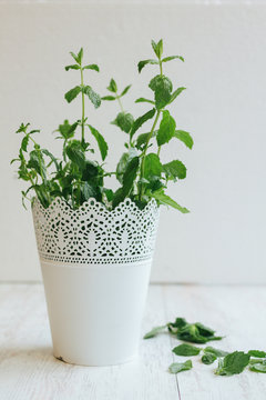 fresh peppermint in a white flowerpot on white wooden background