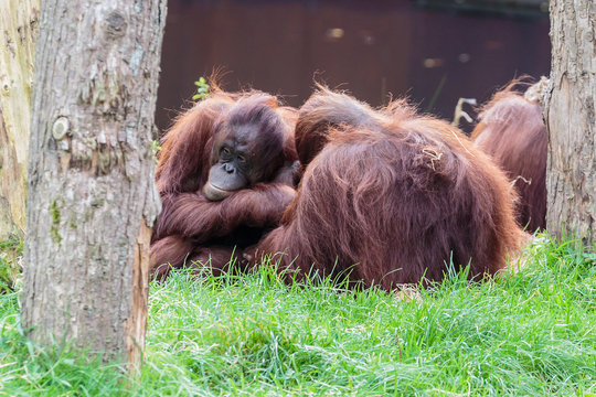 Orang-oetan (Borneo).(Pongo pygmaeus)