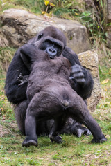 Laaglandgorilla, Gorilla gorilla gorilla