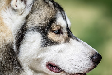 Head of the husky